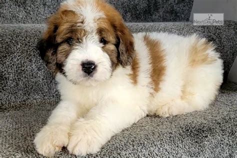 Find a Saint Berdoodle puppy from reputable breeders near you in Tuscaloosa, AL. Screened for quality. Transportation to Tuscaloosa, AL available. Visit us now to find your dog. ... Find Saint Berdoodle puppies for sale Near Tuscaloosa, AL This cross between a Saint Bernard and Poodle makes for a sweet, social, and trainable mixed breed. .... 