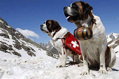 Saint bernard rescue. Saint Bernard, working dog credited with saving the lives of more than 2,000 people in 300 years of service as a pathfinder and rescue dog at the hospice founded by St. Bernard of Aosta (also called St. Bernard of Menthon) in the Great St. Bernard Pass in the southwestern Pennine Alps. 