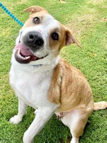 Learn more about Saint Mutts Rescue in Longview, Texas, and search the available pets they have up for adoption on PetCurious. . 