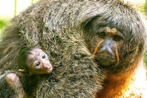 Saki monkey born at Zoo Miami
