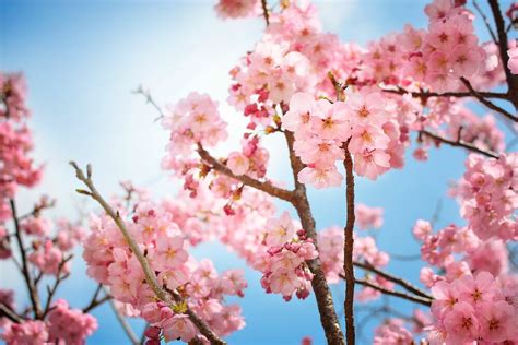 Sakura bloom. Last year, the sakura in Tokyo were the first to bloom in all of Japan, on March 14. That was unusual, since they typically bloom first in the southern part of the country … 