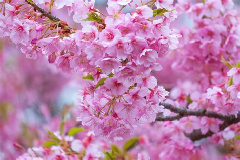 Sakura_Bloom Onlyfans Leak (SEX) 💋