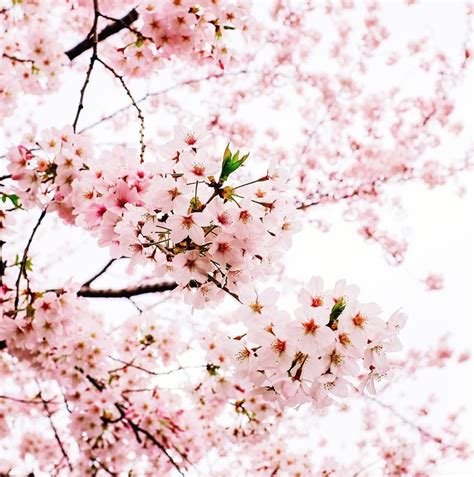 Sakuradesu Onlyfans Leaked XxX 🍆