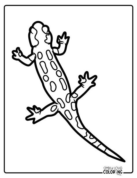 Salamander Coloring