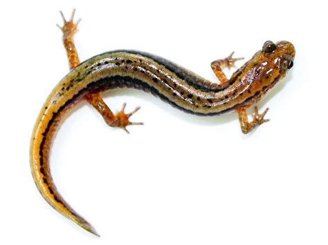 Salamander nedir