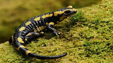 Salamelons Onlyfans Leak