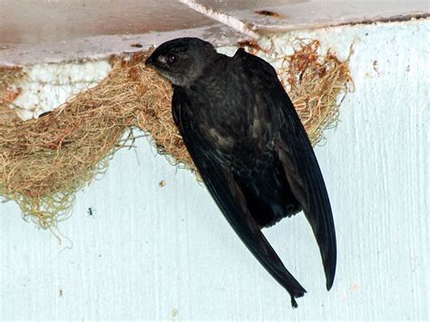 Salangane de Germain - eBird