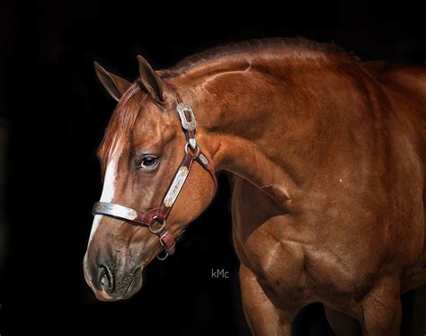 Sale Horses Brian Bell Performance Horses United States