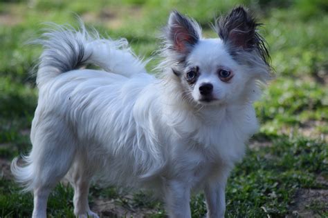 Our dogs are certified through the Orthopedic Foundation for Animals and have received their CHIC and CERF numbers. All of our breeding dogs ar... Kennel Name: Salem's Finest Chihuahuas. Breeder Name: Britanie Rains. Location: Keizer OR, 97307. Breeds: Chihuahua. AKC Registration Application Provided.. 