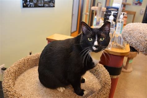 Salem friends of felines. Salem Friends Of Felines. 4157 Cherry Ave. Keizer, OR 97303. 503-362-5611 