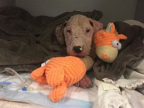 Salem police ask for tips after neglected pit bull puppies found abandoned across city