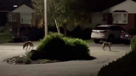 Salem police note uptick in coyote sightings