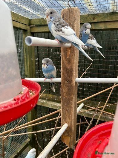 Sales- in Ilkeston, Derbyshire Birds for Sale - Gumtree