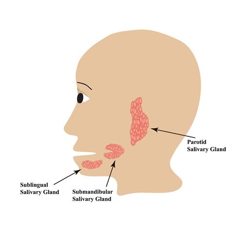 Salivary Glands & Salivary Problems: Location, Causes, & …