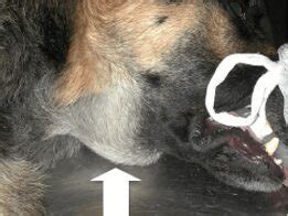 Salivary Mucocele in Dogs and Cats - Veterinary Partner