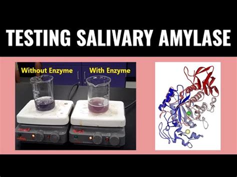 Salivary amylase experiment viva questions.  Iodine solution.  The experi...