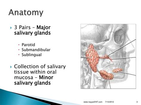 Salivary glands ppt - SlideShare