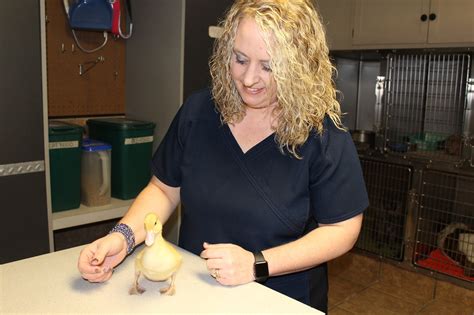 Crystal Sampson (Premier Veterinary Services) Average 5 /5.0 ( 2 Ratings) Welcome to Michael Prewett (Sallisaw Animal Hospital). See reviews, contact info, and book and appointment. .