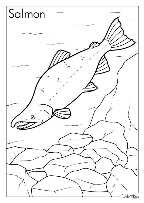 Salmon Coloring Shee