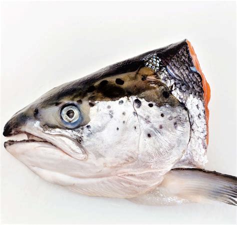 Salmon head. And reduce food waste while you're at it. Have you ever wondered how restaurants decide how much food to buy? Like, what if one day, all the diners want the salmon, but the next we... 
