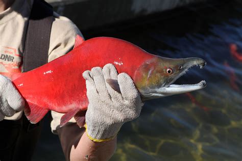 Salmon red. Sockeye salmon, otherwise known as red salmon or more commonly, reds are, by far, Alaska's most popular salmon for freshwater anglers. Found in abundance from Southeast Alaska to Bristol Bay, reds are hard-fighting and they make wonderful table fare. 