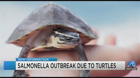 Salmonella outbreak affecting 11 states linked to pet turtles: CDC