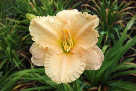 Salter Daylilies Home Page