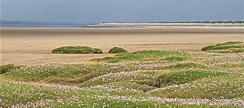 Saltmarsh Solway Wetlands