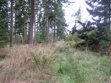 Saltoun Big Wood - Scotland