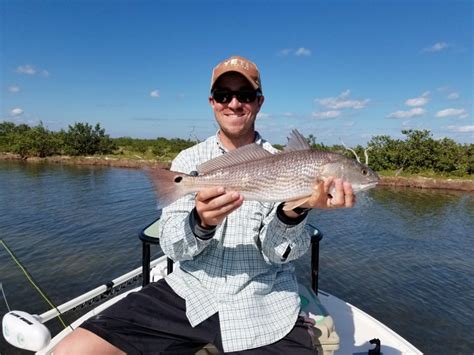 Saltwater Fish in the St. Johns River FWC - Florida Fish …