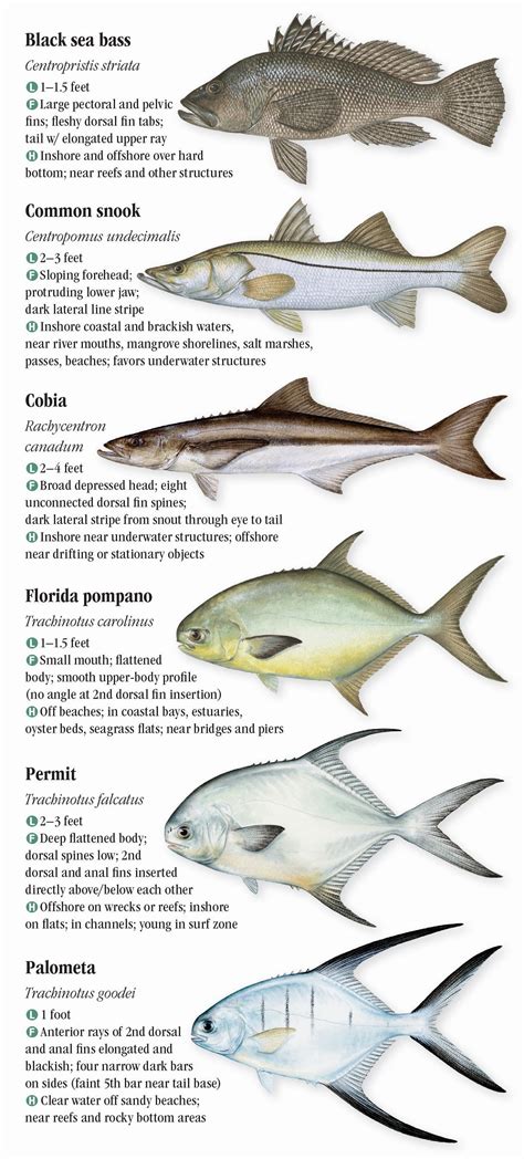 Saltwater fishes of florida southern gulf of mexico a guide. - Tarea 2 proyecto de grado 12 lo.