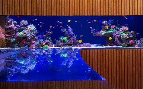Saltwateraquarium - Orders take 4-6 months from time of order to being shipped to you. Unexpected delays may incur longer wait periods. No cancellations, modifications or refunds for "Made to Order" purchases. NUVO INT Complete Reef System