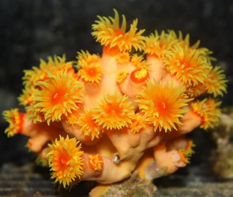 Salty Underground: Dendrophylliidae Corals