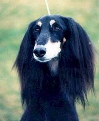 Saluki Club of America