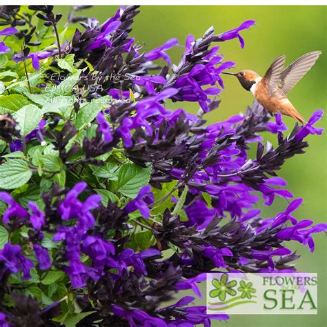 Salvia Bodacious® Hummingbird Falls - The Henrys