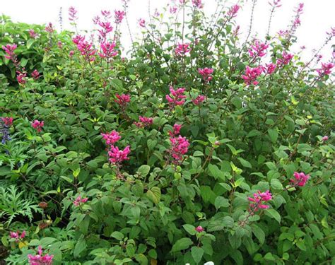 Salvia involucrata