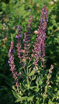 Salvia nemorosa - Wikispecies - Wikimedia