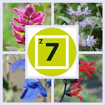 Salvias to Grow in USDA Plant Hardiness Zone 7 - fbts.com