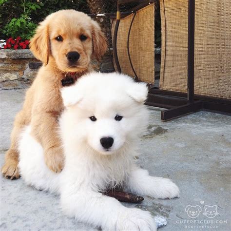 Samoyed Golden Retriever Puppies