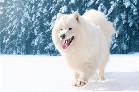 Samoyed Weight: Growth Curve and Average Weights - Bubbly Pet