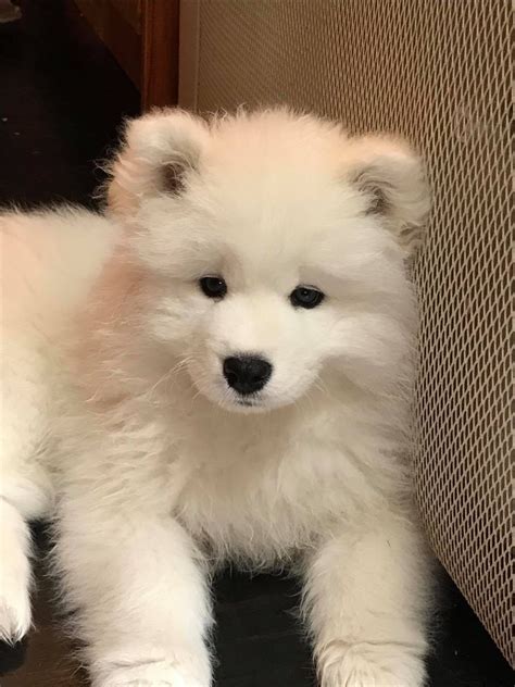 Samoyed dog for sale near me. Beautiful husky mix samoyed puppies ready to go. please call or text (4 3 7 _*8 1 8_*8 7 9 8) 2females available now price 790 please leaving your number.for.more information BLACK/white female ... 
