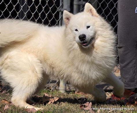 Samoyed rescue. Samoyed Rescue of Southern California is an all-volunteer, non-profit organization founded in 1989 to assist Samoyed dogs. The organization concentrates on saving and rehoming Samoyeds from animal shelters and individual homes where the dogs are no longer wanted. SRSC operates solely from donations and volunteer help. 