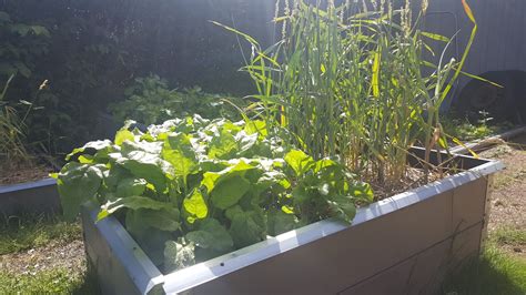 Samplantering pallkrage