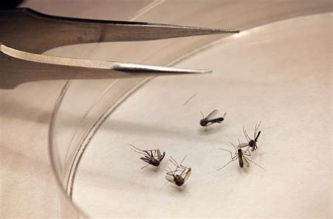 Sample tests positive for West Nile in Williamson County