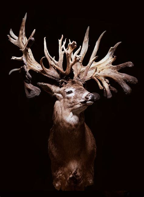 Today, we continue to build on the legacy of Samson and King of the Mountain by offering exceptional whitetail, elk, and more. With expanded acreage and lodging options, a dedicated guide team and award winning in-house taxidermy staff, we are proud to offer world-class hunting here at Samsons Mountain.
