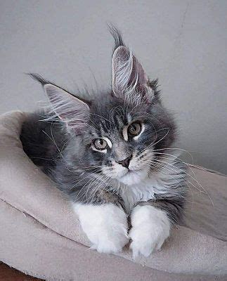 San Diego, CA - Maine Coon. Meet bear a Pet for Adoption