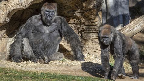 San Diego Zoo Safari Park works to protect heart of 51-year-old gorilla