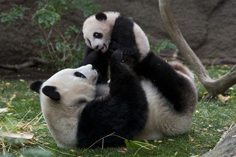 San Diego Zoo may see return of the beloved giant pandas