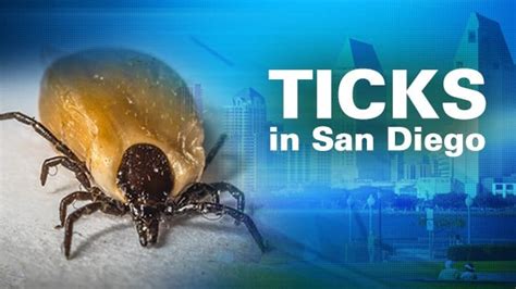 San Diego resident dies from tick bite; health officials warn of Rocky Mountain Spotted Fever