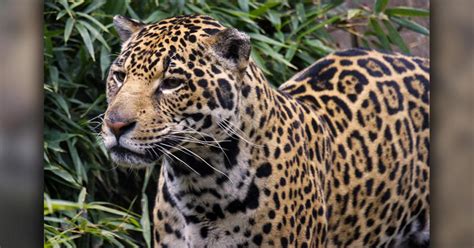 San Francisco Zoo receives jaguar from the Sacramento Zoo